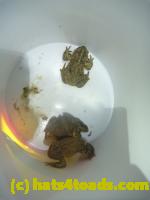 /home//u458753944/public_html/sourcegallery//Roxborough Toad Detour/2013-2019/2014/2014-04-02/P1140889.JPG